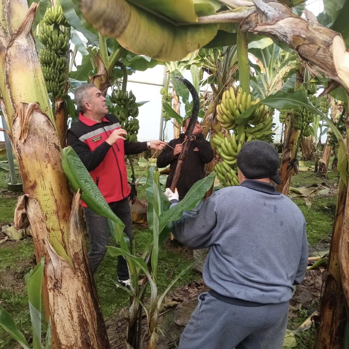 Efeler’de muz hasadı başladı
