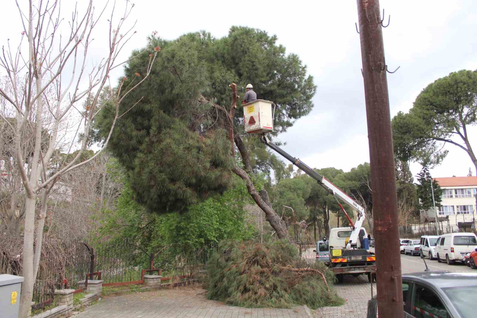 Efeler’de yağışlara dayanamayan 2 ağaç yan yattı
