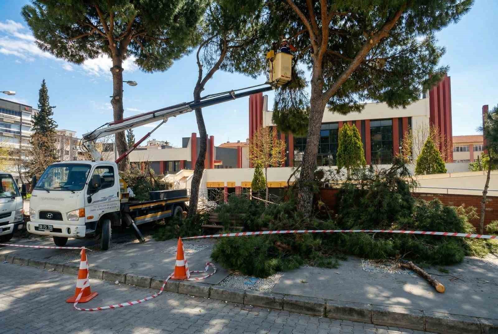 Efeler’de yüksek çam ağaçları bakıma alındı
