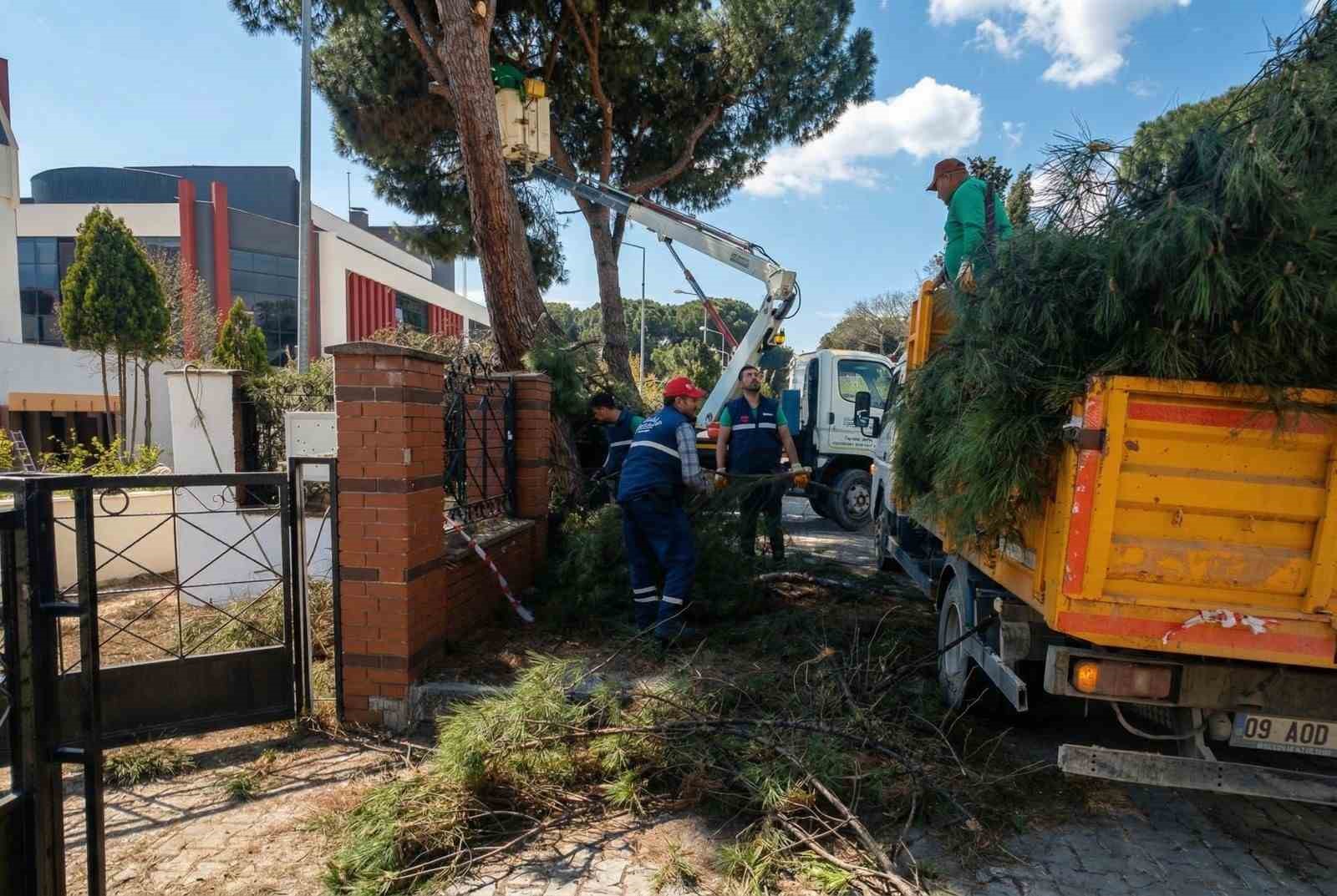 Efeler’de yüksek çam ağaçları bakıma alındı
