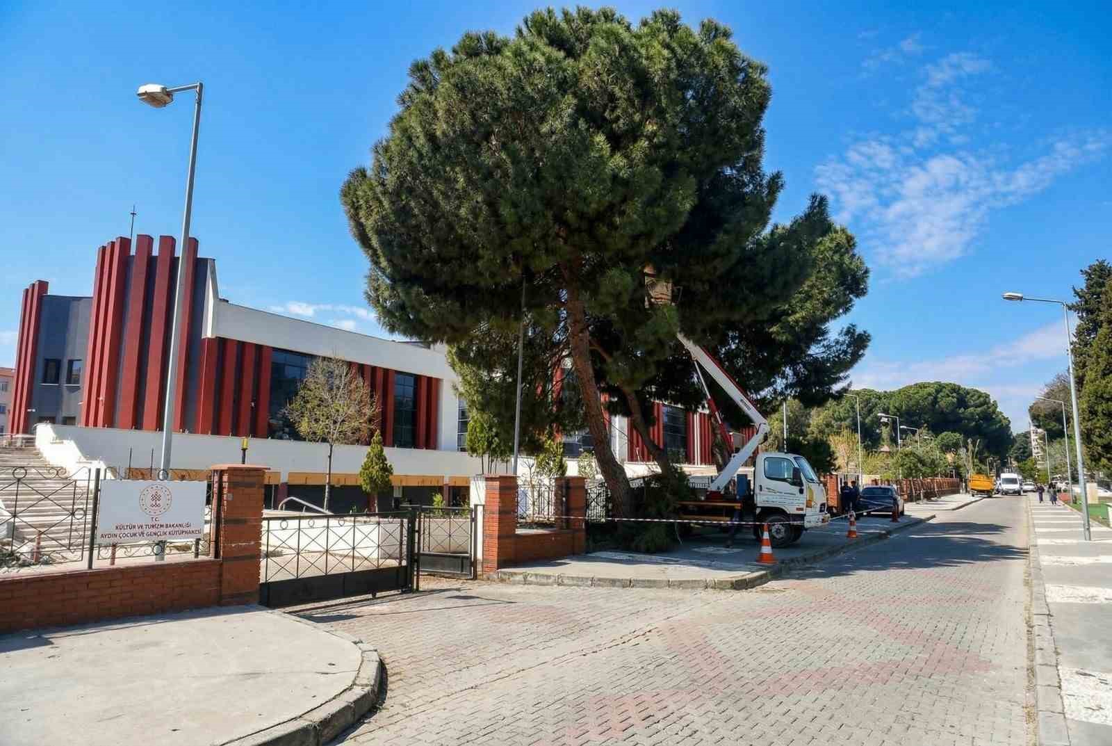 Efeler’de yüksek çam ağaçları bakıma alındı
