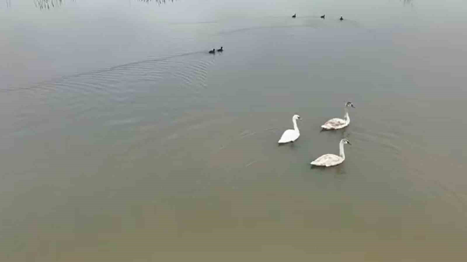 Efteni Gölü kuğuları misafir etti
