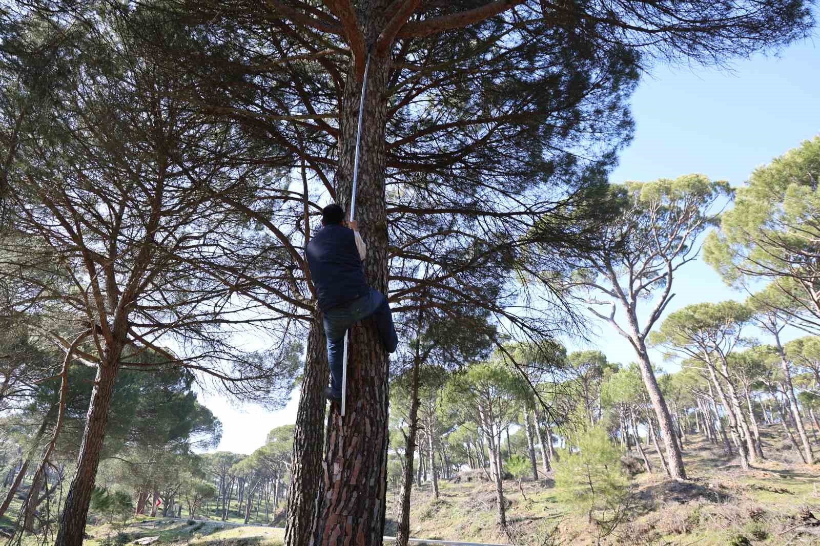 Ekmek parası için komando gibi ağaçlara tırmanıyorlar
