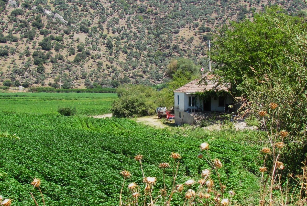 EKODOSD Başkanı Sürücü: "Söke Ovası antik dönemdeki deniz görünümüne döndü"
