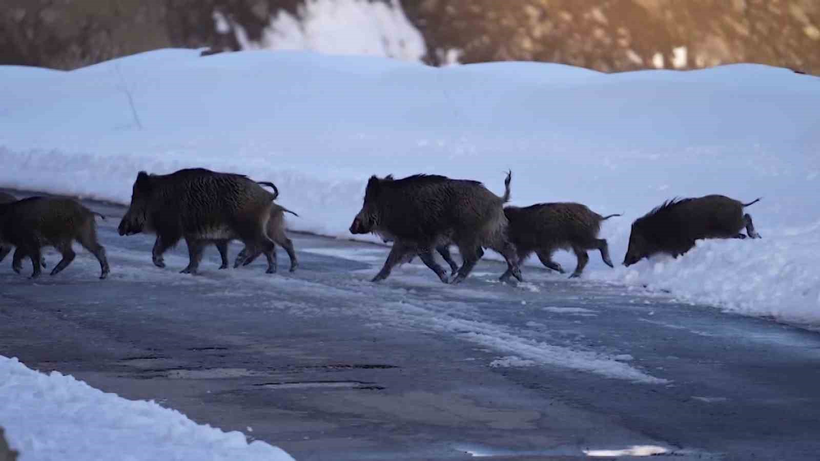 Eksi 20 derecede sürü halinde suya girdiler
