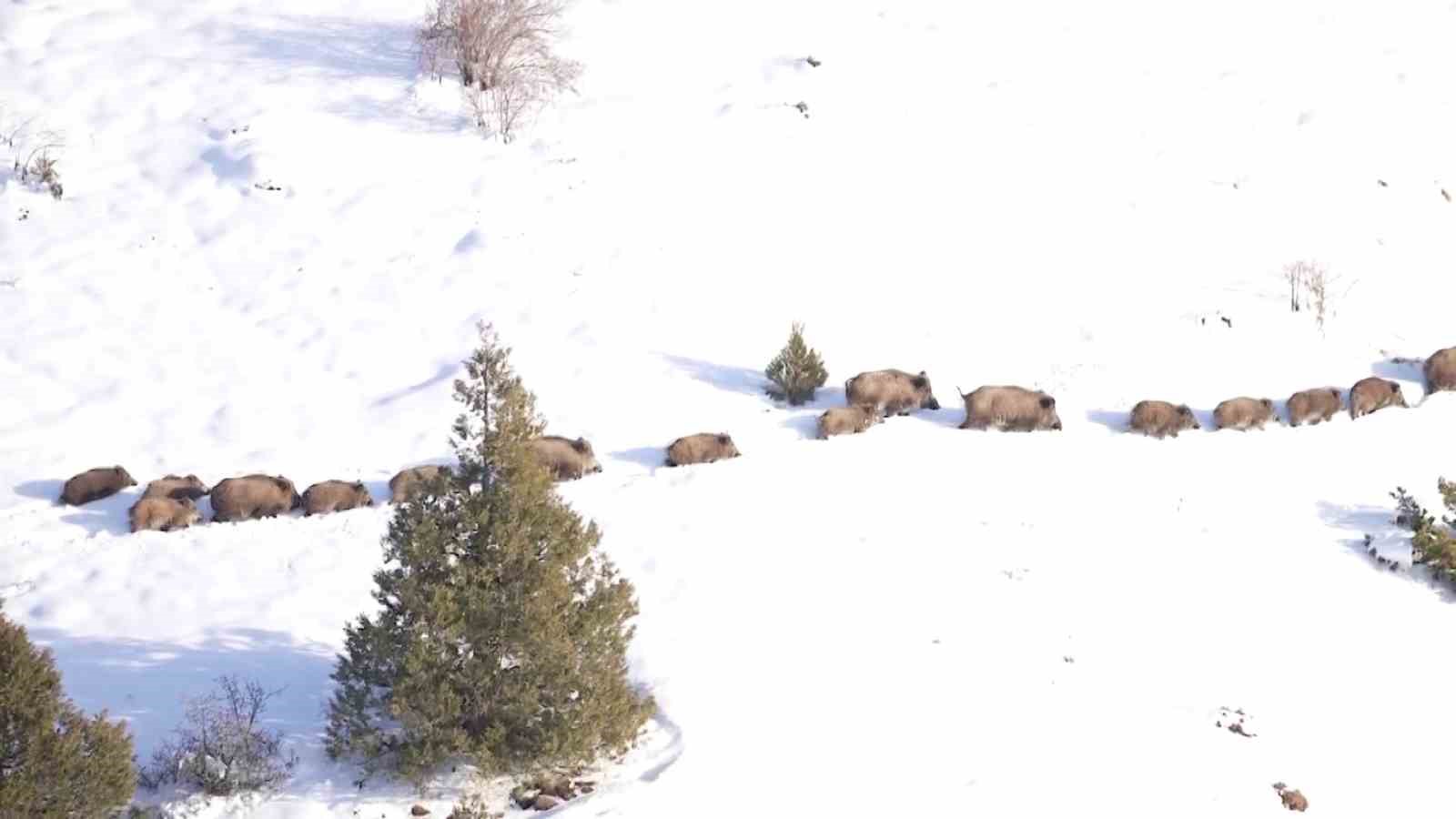 Eksi 20 derecede sürü halinde suya girdiler
