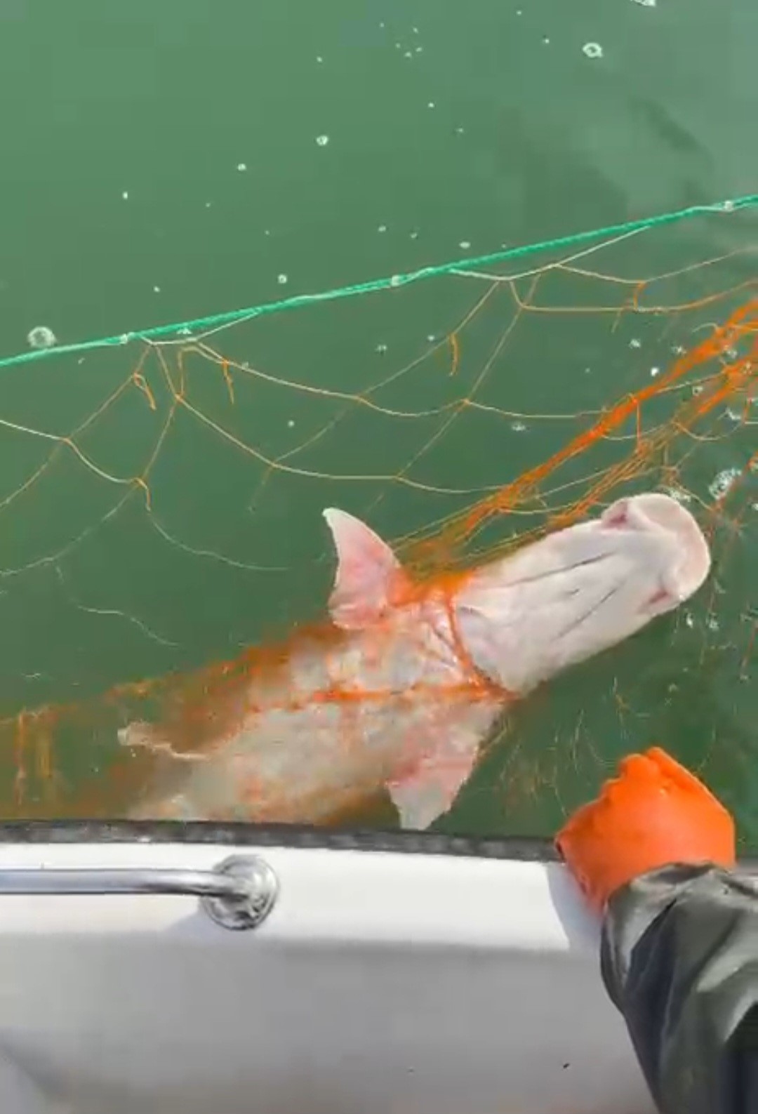 Elazığ’da 30 kiloluk dev Fırat turnası yakalandı
