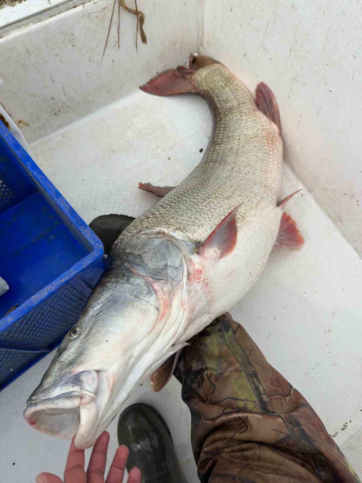 Elazığ’da 30 kiloluk dev Fırat turnası yakalandı
