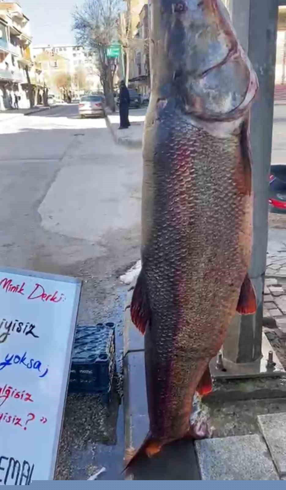 Elazığ’da 97 kilogram turna balığı yakalandı
