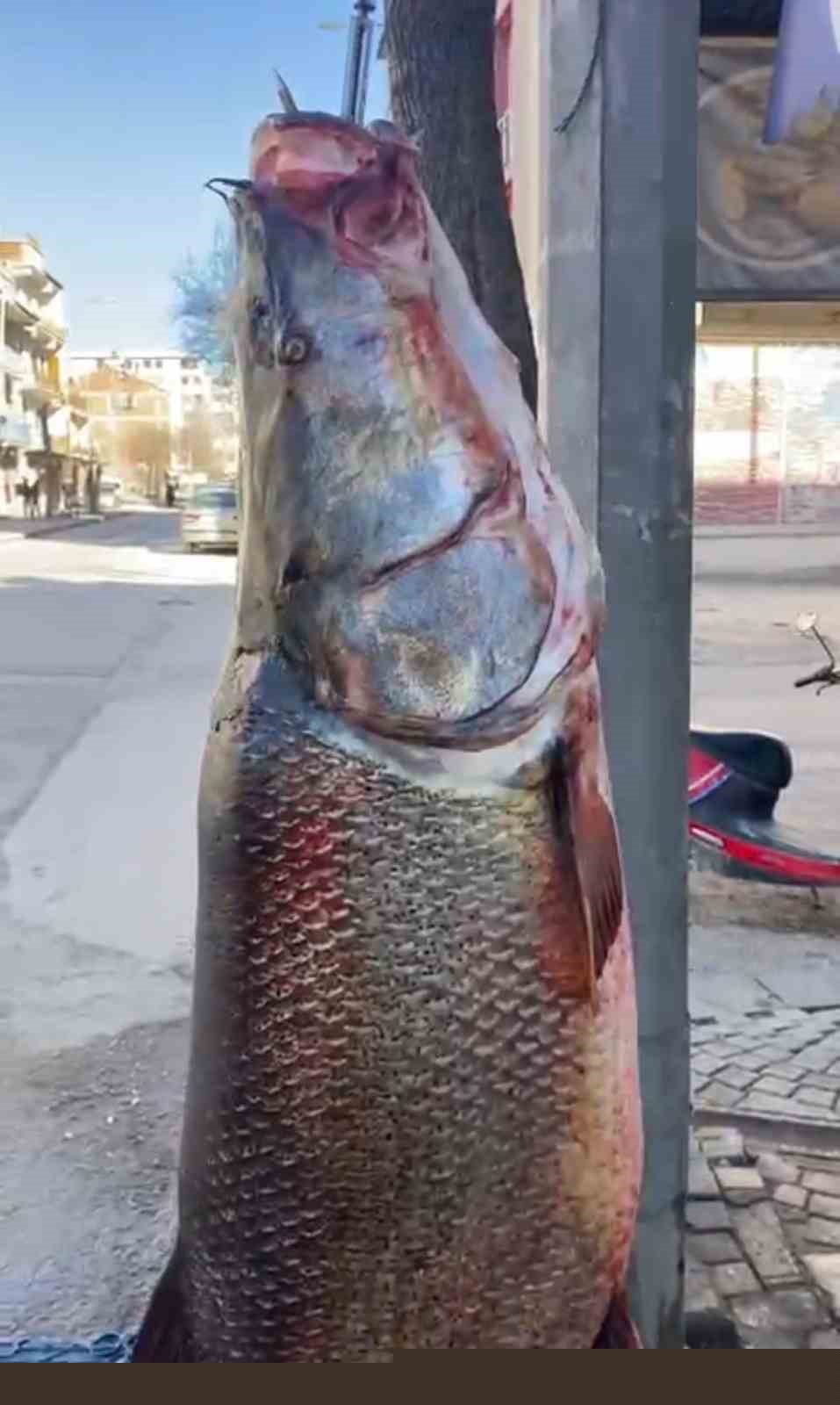 Elazığ’da 97 kilogram turna balığı yakalandı
