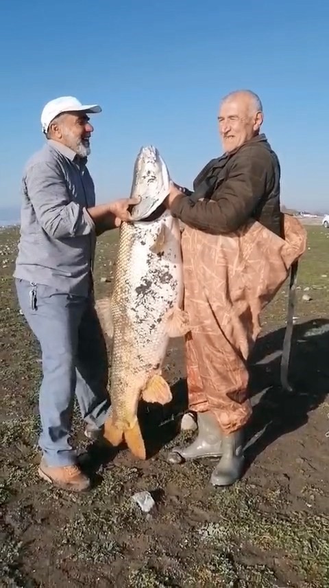 Elazığ’da amatör balıkçılar 65 kilo ağırlığında turna balığı yakaladı
