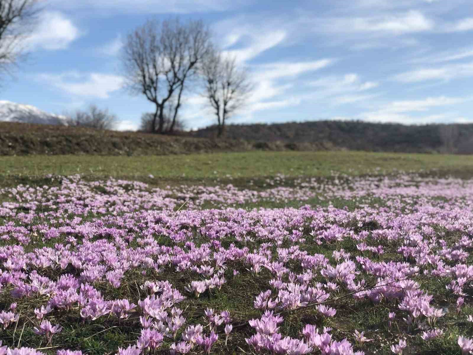 Elazığ’da baharın habercisi çiğdemler erken açtı
