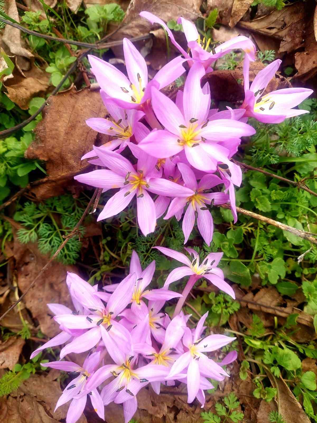 Elazığ’da baharın habercisi çiğdemler erken açtı
