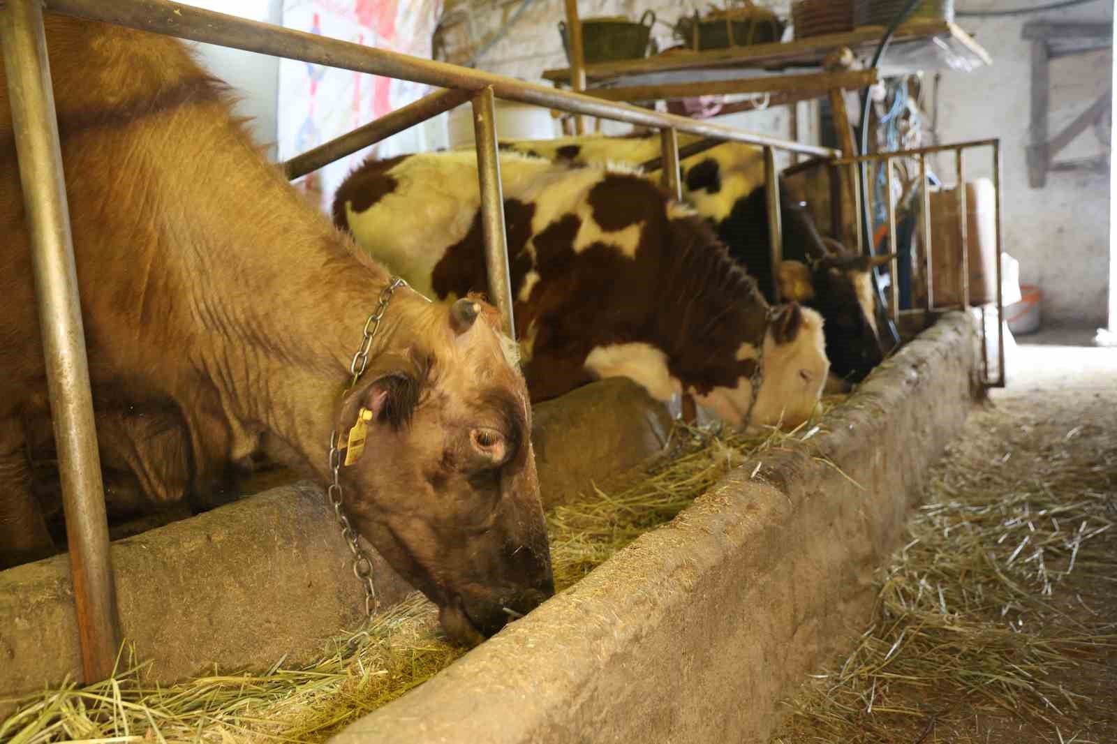 Elazığ’da besicilerin kış mesaisi
