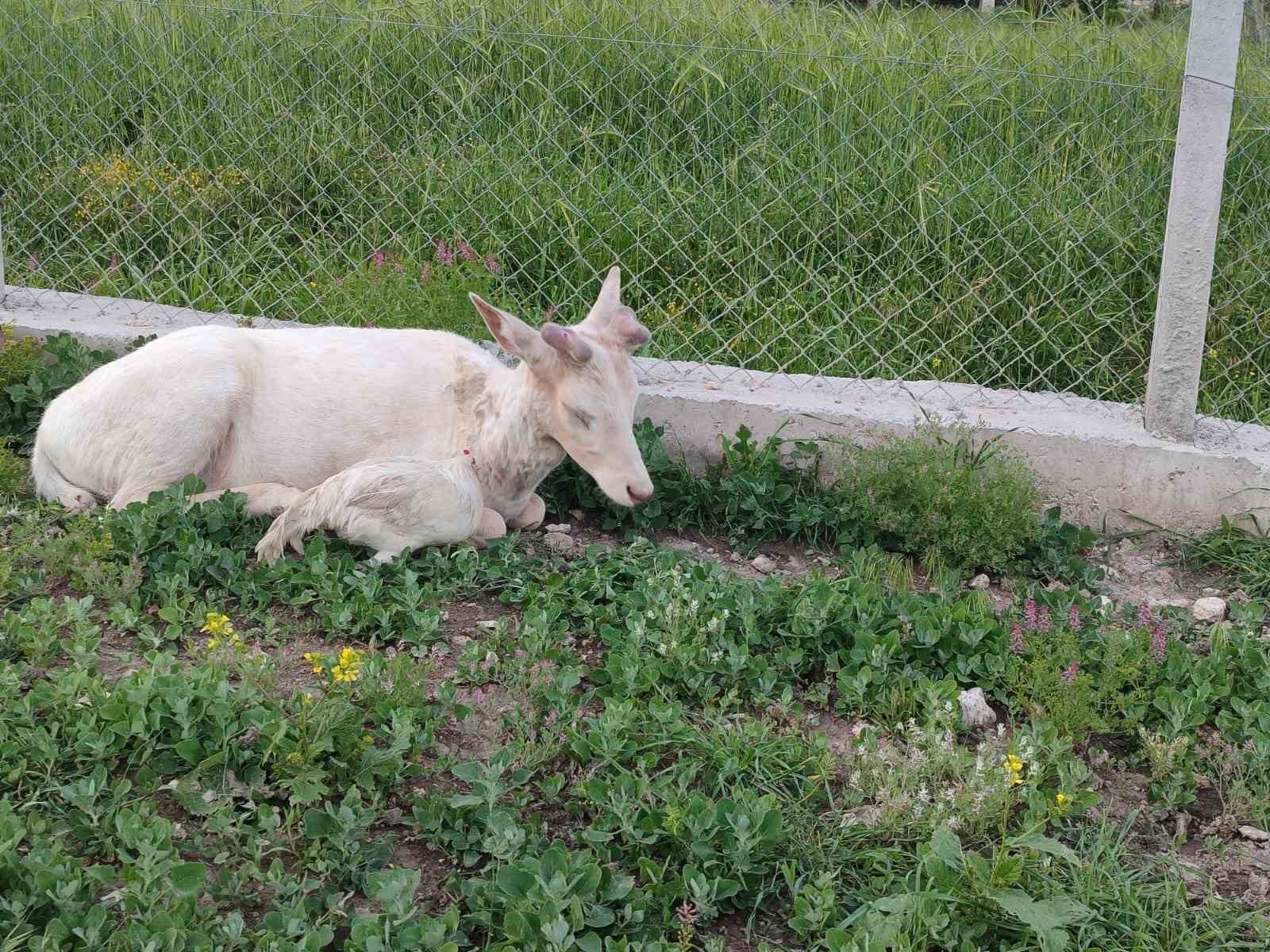 Elazığ’da beyaz alageyik evin bahçesine indi
