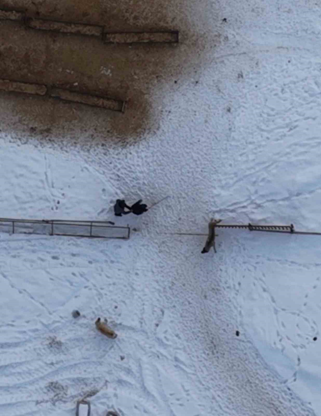 Elazığ’da doğaseverin köpeklerle zor anları dron kamerasında
