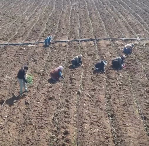 Elazığ’da domates üretiminde yeni sezon  başladı
