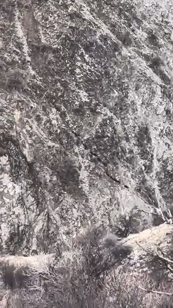 Elazığ’da domuz sürüsü görüntülendi
