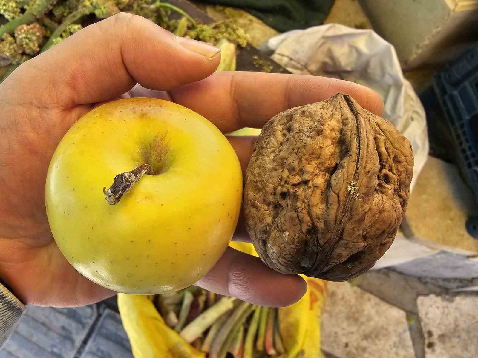 Elazığ’da elma büyüklüğünde cevizler ilgi çekiyor
