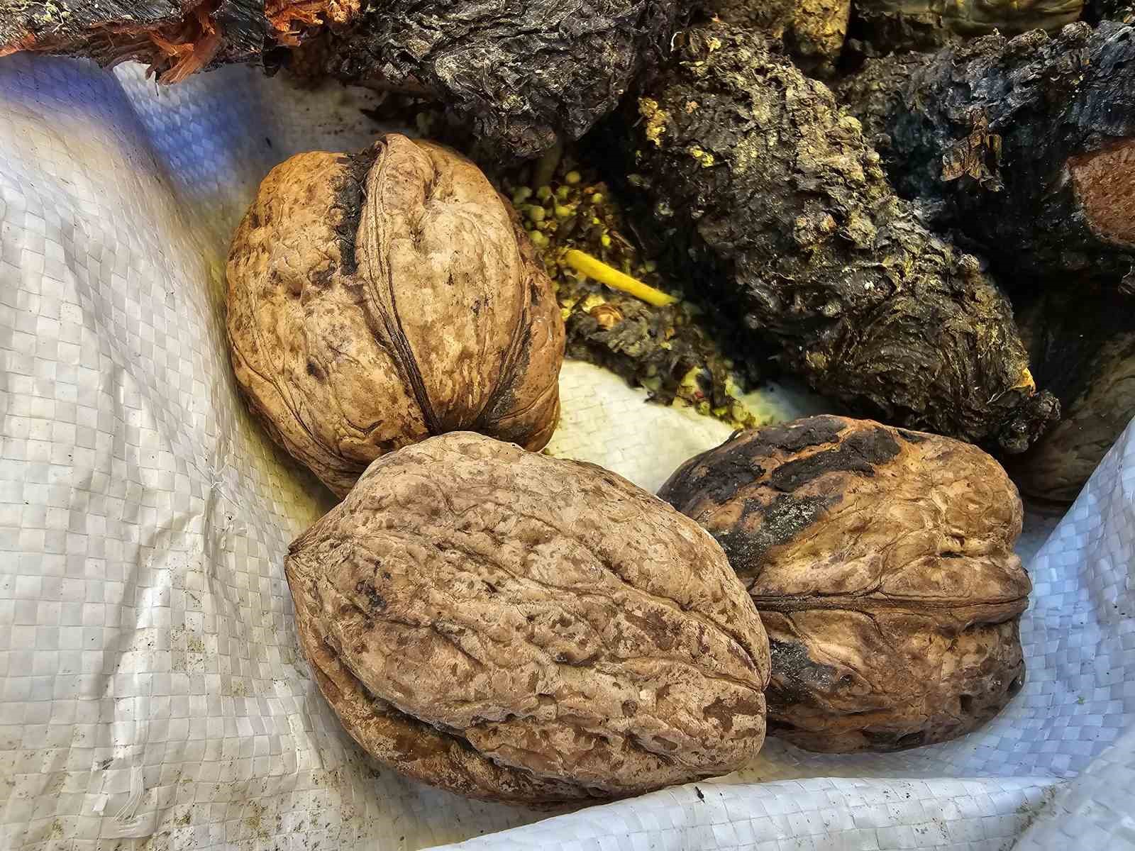 Elazığ’da elma büyüklüğünde cevizler ilgi çekiyor
