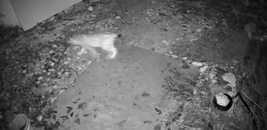 Elazığ’da evin etrafında yiyecek arayan vaşak kamerada
