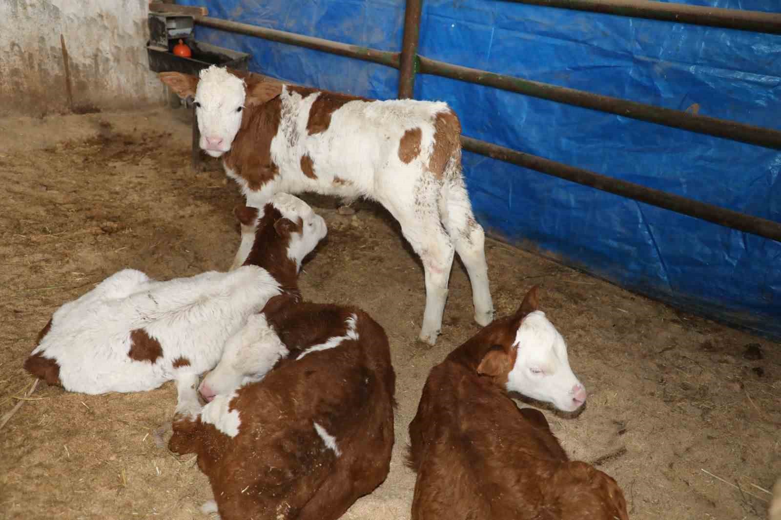 Elazığ’da hayvancılık altyapısı yerinde incelendi
