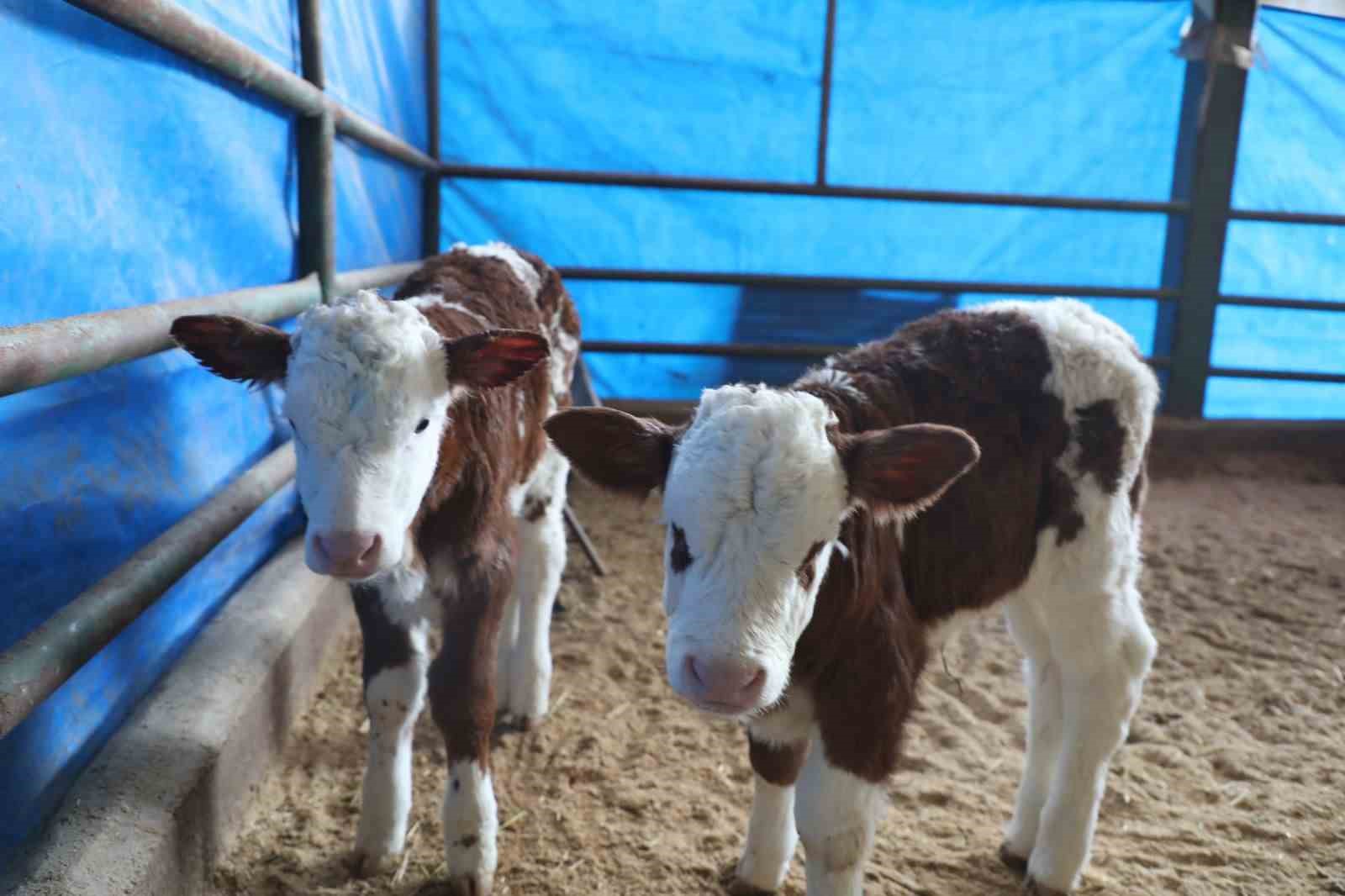 Elazığ’da hayvancılık altyapısı yerinde incelendi
