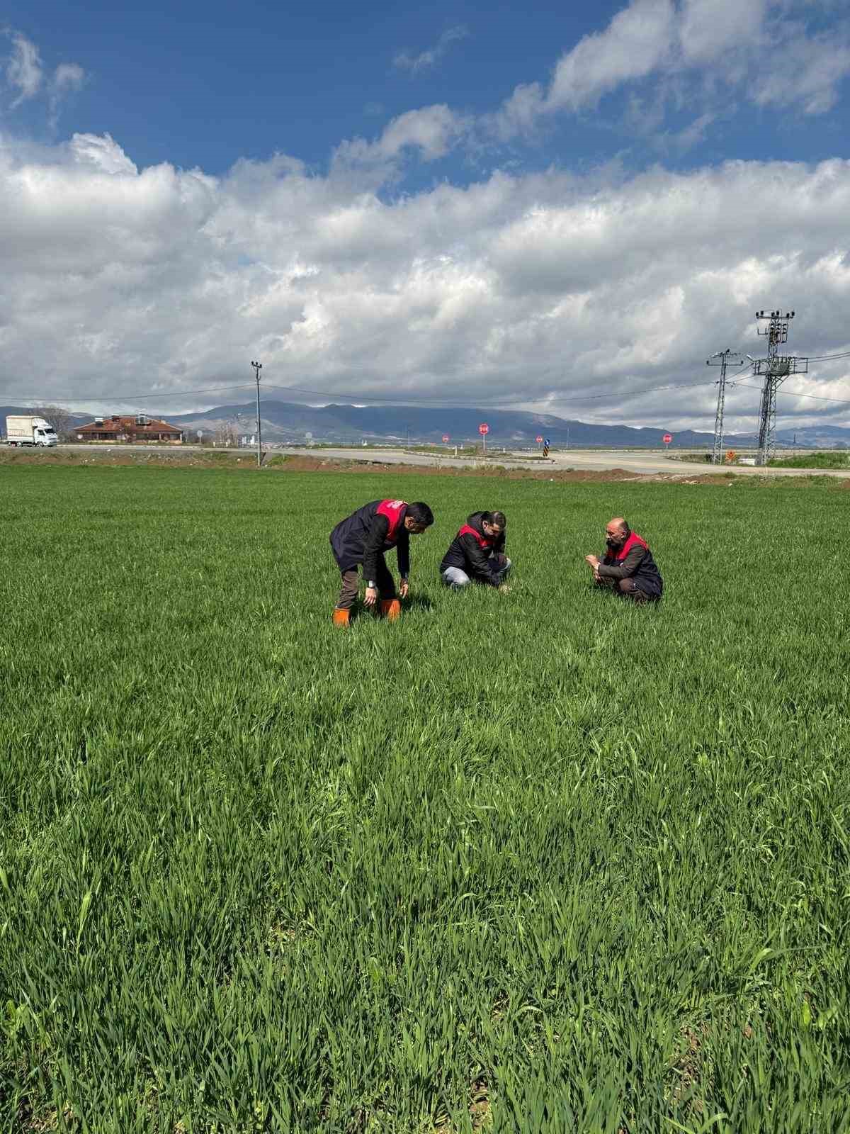 Elazığ’da hububat üreticilerine kök ve kök boğazı hastalık uyarısı
