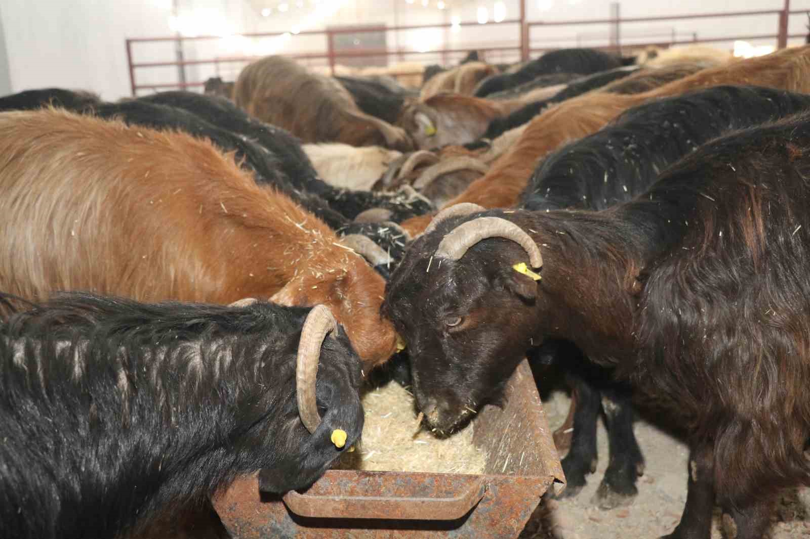 Elazığ’da ‘Kırsalda Bereket, Küçükbaşa Destek’ başvuruları sürüyor
