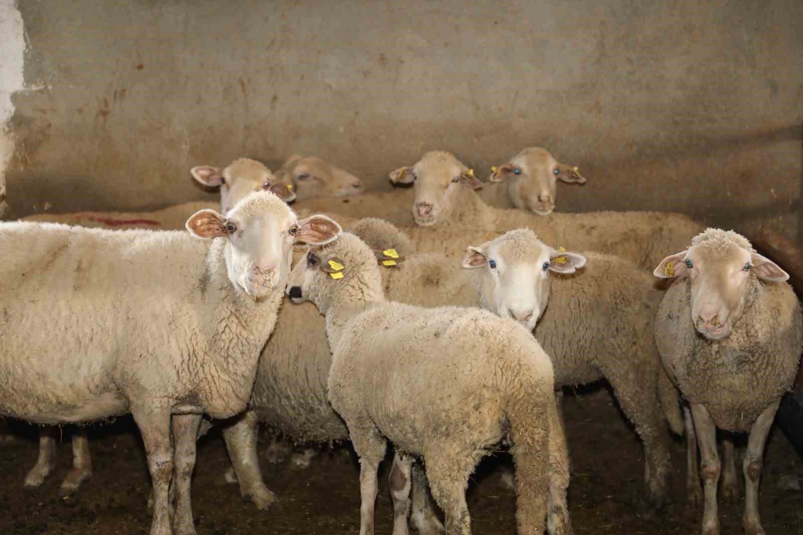 Elazığ’da ‘Kırsalda Bereket, Küçükbaşa Destek’ başvuruları sürüyor
