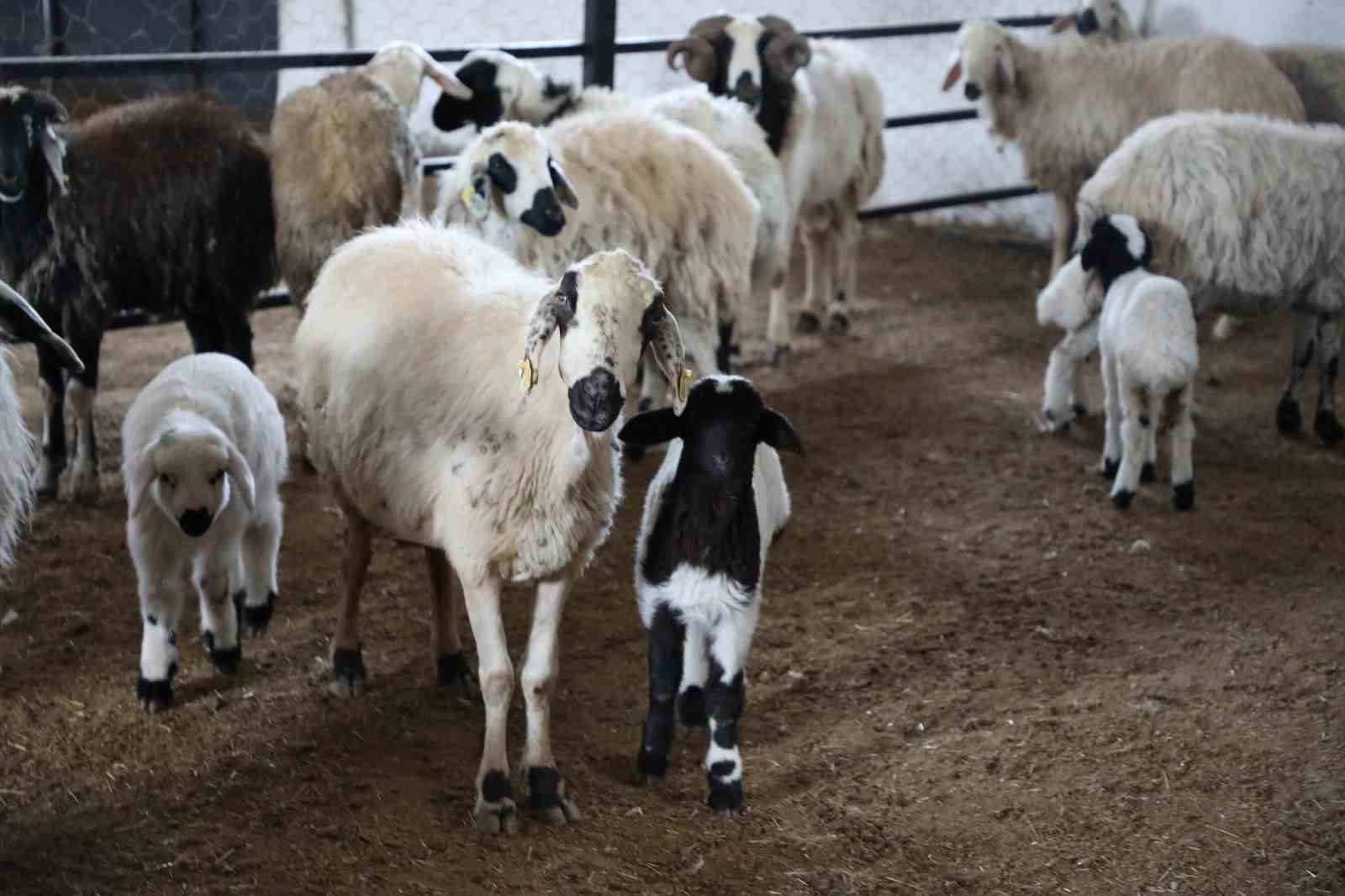 Elazığ’da ‘Kırsalda Bereket, Küçükbaşa Destek’ başvuruları sürüyor
