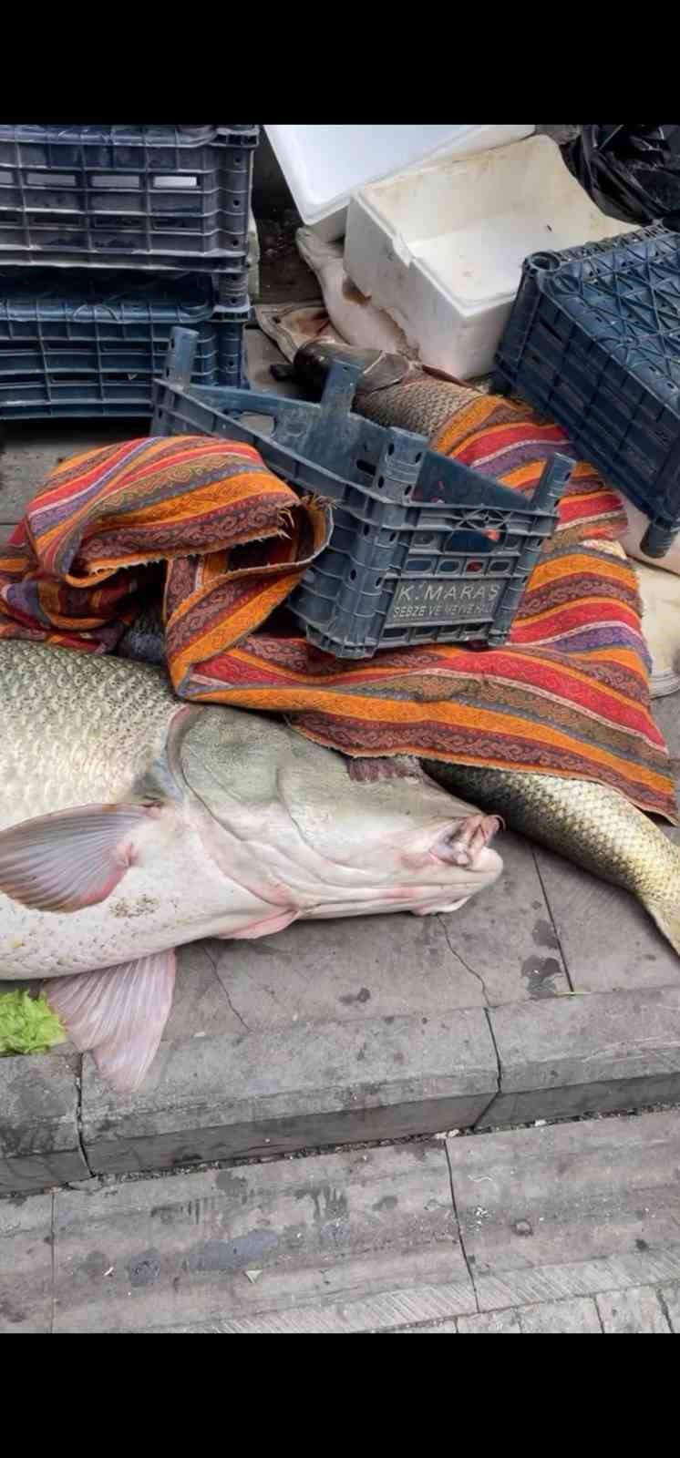 Elazığ’da kurban pazarlığını aratmayan görüntü: Vatandaşlar dev balık için yarıştı
