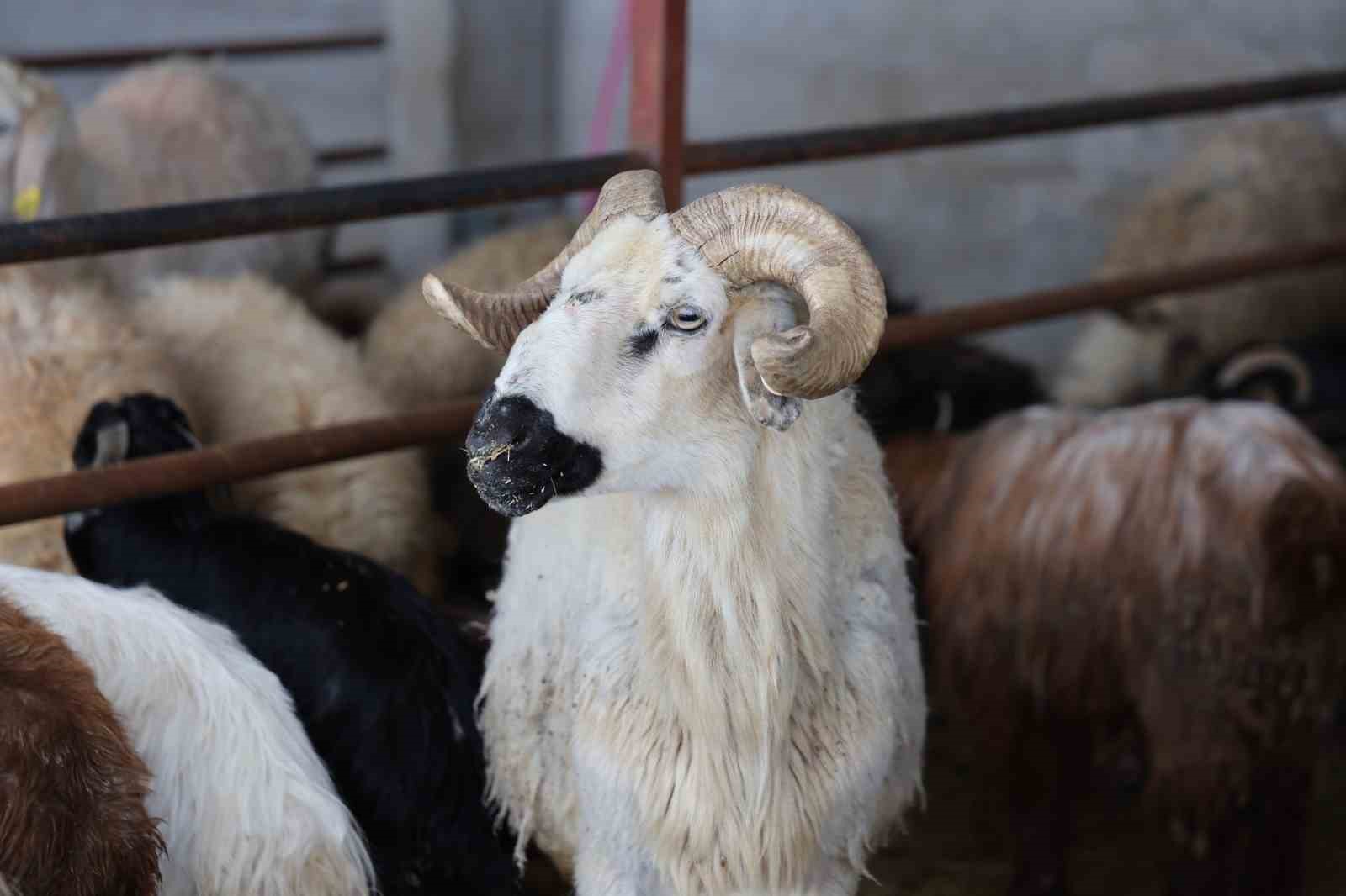 Elazığ’da kurbanlık satışları başladı
