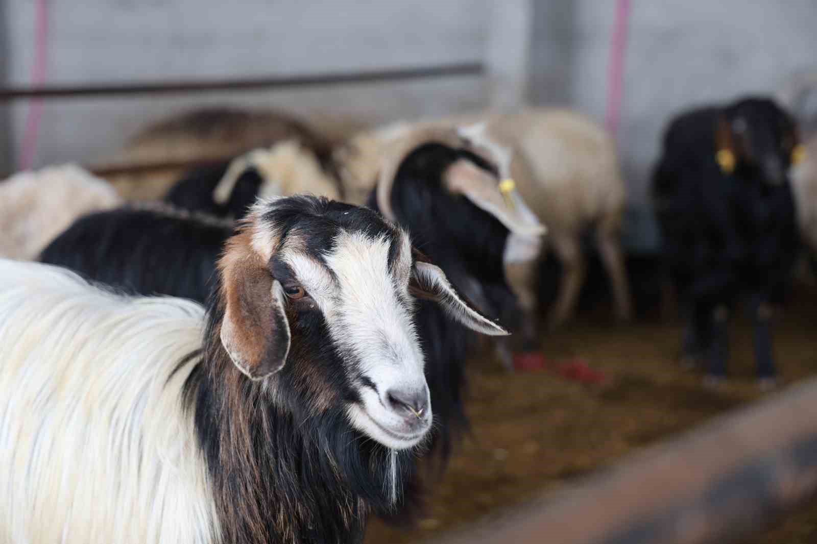 Elazığ’da kurbanlık satışları başladı
