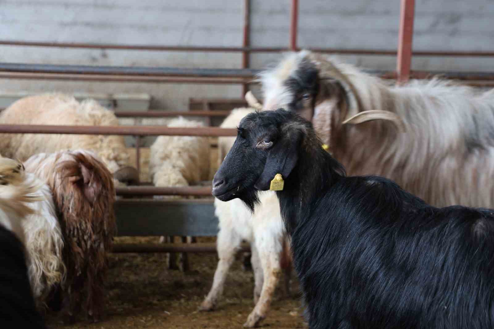 Elazığ’da kurbanlık satışları başladı
