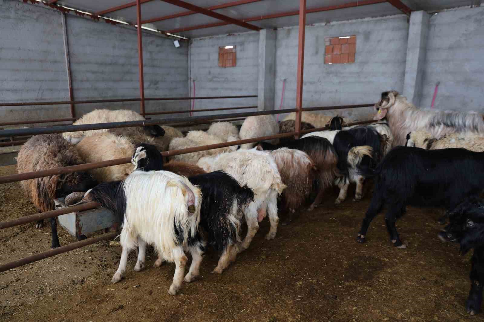 Elazığ’da kurbanlık satışları başladı
