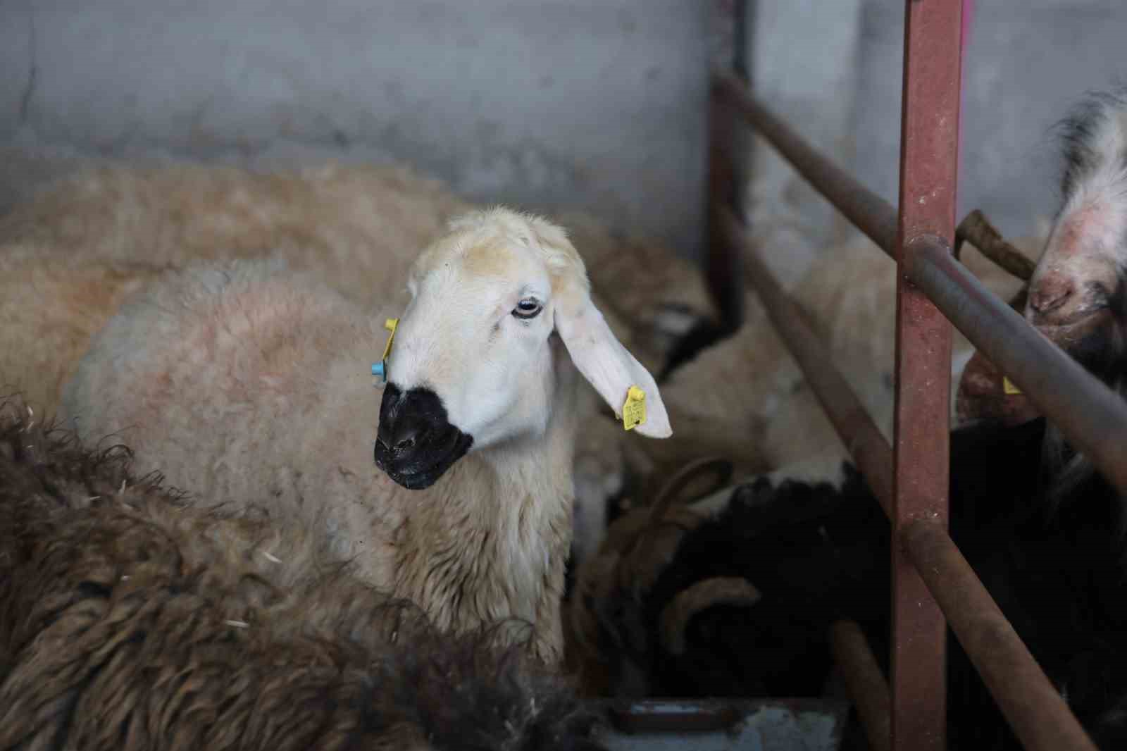 Elazığ’da kurbanlık satışları başladı

