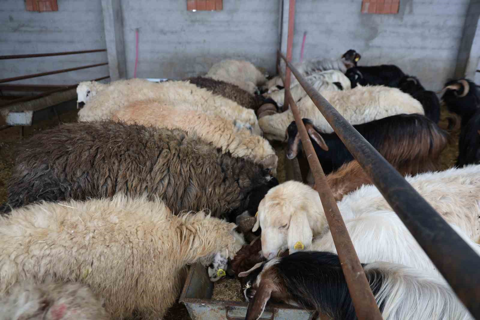 Elazığ’da kurbanlık satışları başladı
