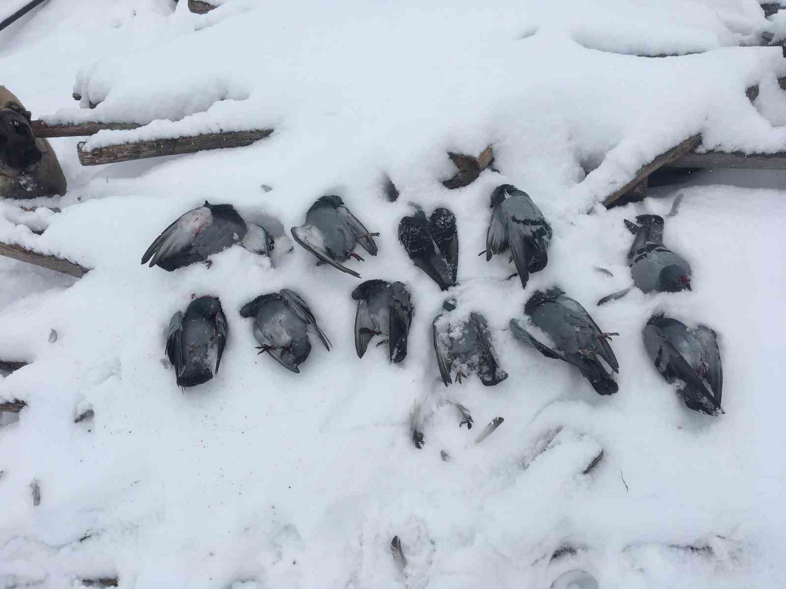 Elazığ’da onlarca güvercin donarak telef oldu
