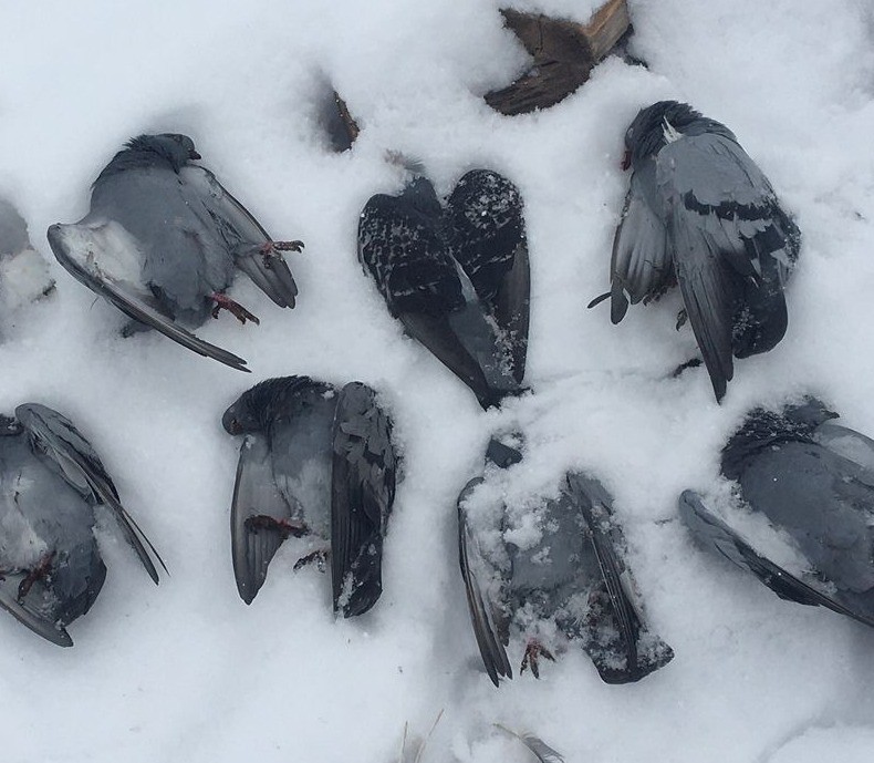 Elazığ’da onlarca güvercin donarak telef oldu
