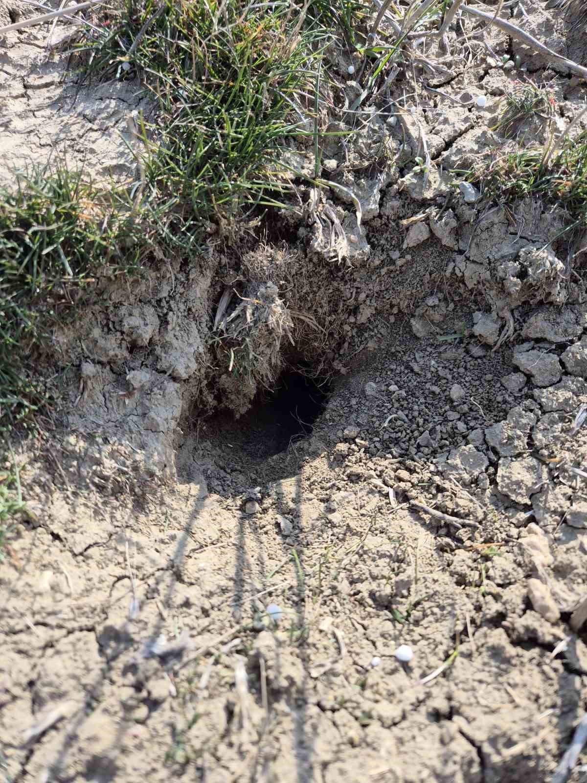 Elazığ’da tarla faresi  sürvey çalışması
