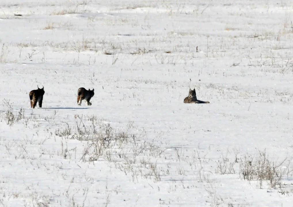 Elazığ’da vaşak ailesi görüntülendi

