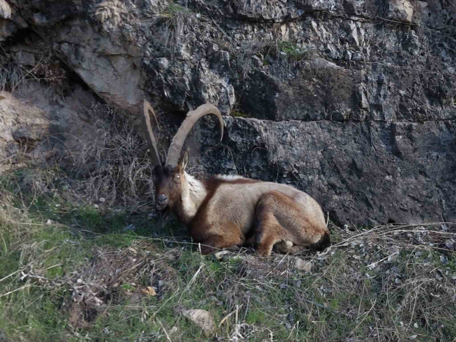 Elazığ’da yaralı dağ keçisi için ekipler seferler oldu
