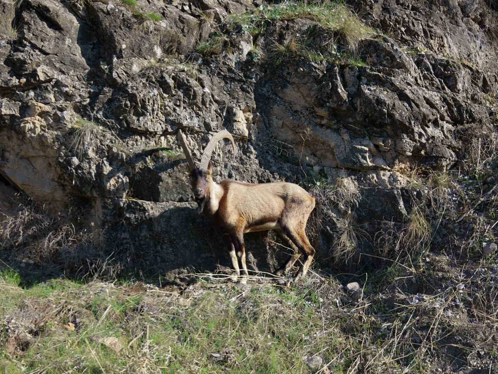 Elazığ’da yaralı dağ keçisi için ekipler seferler oldu
