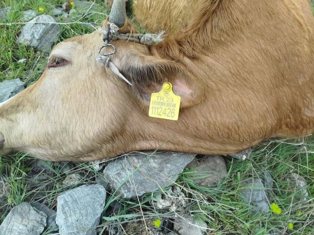 Elazığ’da yıldırımın çarptığı inekler telef oldu
