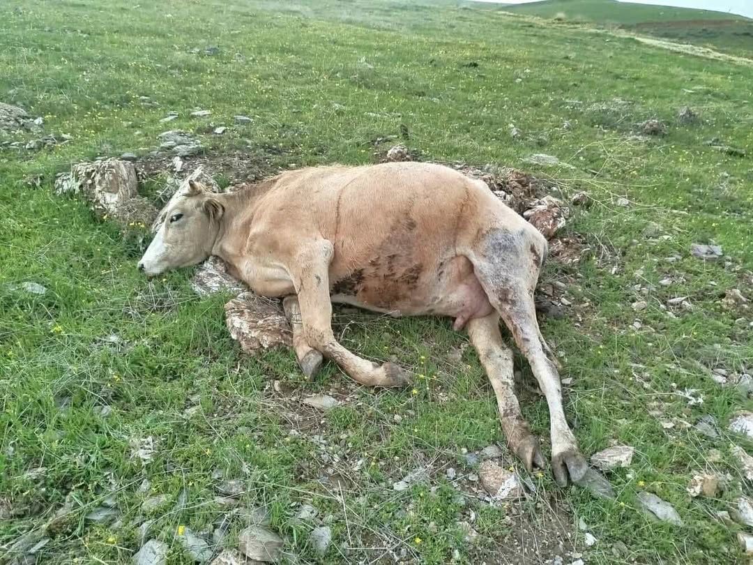 Elazığ’da yıldırımın çarptığı inekler telef oldu
