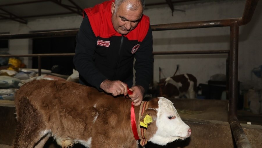 Elazığ’da yılın ilk buzağısına "Bereket" adı verildi
