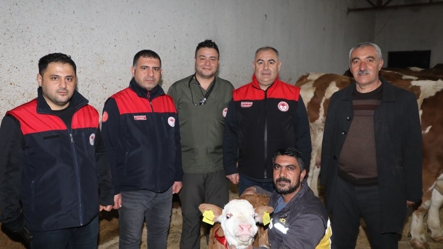 Elazığ’da yılın ilk buzağısına "Bereket" adı verildi
