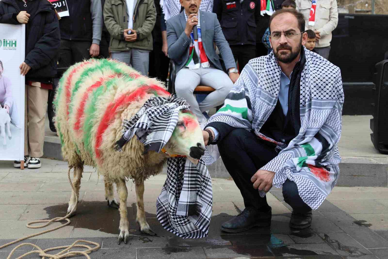 Elleriyle besleyip büyüttüğü kuzuyu Gazze’ye bağışladı

