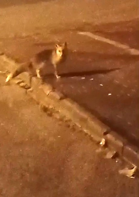 Elmadağ’da aç kalan tilkiler şehir merkezine indi
